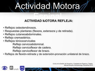 Actividad Motora
Espinal
ACTIVIDAD MOTORA REFLEJA:

• Reflejos osteotendinosos.
• Respuestas plantares (flexora, extensora y de retirada).
• Reflejos cutaneoabdominales.
• Reflejo cremastérico.
• Reflejos tónicocervicales
Reflejo cervicoabdominal.
Reflejo cervicoflexor de cadera.
Reflejo cervicoflexor de brazo.
• Reflejos de flexión-retirada y de extensión-pronación unilateral de brazo.

Curso en la Gestión de Donación y Trasplante de Órganos y Tejidos.
Manual Docente. Bucaramanga, Noviembre 2013

 