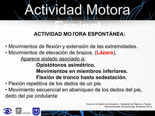 Actividad Motora
Espinal
ACTIVIDAD MOTORA ESPONTÁNEA:

• Movimientos de flexión y extensión de las extremidades.
• Movimientos de elevación de brazos, (Lázaro),
Aparece aislado asociado a:
Opistótonos asimétrico.
Movimientos en miembros inferiores.
Flexión de tronco hasta sedestación.
• Flexión repetitiva de los dedos de un pie.
• Movimiento secuencial en abaniqueo de los dedos del pie,
dedo del pie ondulante
Curso en la Gestión de Donación y Trasplante de Órganos y Tejidos.
Manual Docente. Bucaramanga, Noviembre 2013

 
