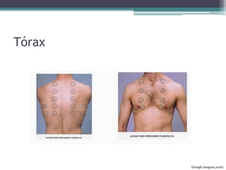 Tórax
(Google imagens,2016)
 