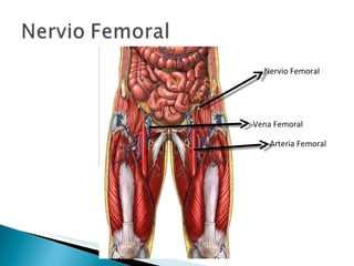 Nervio Femoral Arteria Femoral Vena Femoral 
