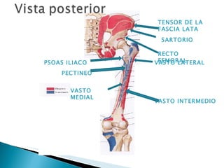 VASTO LATERAL TENSOR DE LA FASCIA LATA PECTINEO  VASTO  MEDIAL VASTO INTERMEDIO RECTO FEMORAL SARTORIO PSOAS ILIACO 