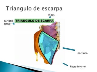 Sartorio tensor  Recto interno pectineo Psoas  
