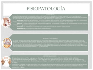 FISIOPATOLOGÍA
OSTEOPOROSIS
La superficie celular de la remodelación está predominantemente ubicada en el hueso trabecular , y en menor grado en
endostiocortical, por esto en osteoporosis se afecta más tempranamente el hueso trabecular. Cualquier desequilibrio en las etapas
de activación, resorción, formación y mineralización puede derivar á una osteoporosis.
1. Activación: Migración de osteoclastos hacia una superficie ósea en reposo, la cual puede ser estimulada por PTH, hormona
tiroidea y vitamina D.( Los esteroides gonadales y la calcitonina son inhibidores de esta fase de activación)
2. Resorción: Los osteoclastos excavan una cavidad de erosión, la cavidad es cubierta en los días posteriores con una capa de
proteoglicanos, glicoproteínas y fosfatasa.
3. Formación: Los osteoblastos son atraídos a la superficie erosionada. Se sintetiza matriz osteoide.
4. Mineralización: Incorporación de proteínas óseas y enzimas.
ARTROSIS U OSTEOARTRITIS
La artrosis se caracteriza por un desequilibrio entre los procesos que producen la degradación de la matriz y los que tratan de
repararla. La degradación de la matriz se debe a la activación inflamatoria del cartílago y la membrana sinovial, notable por la
producción de citocinas, prostaglandinas, óxido nítrico y enzimas que sobrepasan los mecanismos reguladores fisiológicos. Además
de este aumento del catabolismo se observa, por lo menos al principio, un intento de reparación de las lesiones iniciales por la
acción conjunta de distintos factores de crecimiento. Sin embargo, esta reparación termina en la síntesis de una matriz defectuosa,
con acumulación de colágenos fibrilares (1 y 3) y fibronectina
ARTRITIS REUMATOIDE
En la patogenia de la AR se sobreponen dos tipos de fenómenos: Uno que lleva a la inflamación articular,
probablemente mediado por linfocitos T y otro que lleva a la destrucción articular, donde vasos de neoformación,
células sinoviales, células tipo fibroblastos y macrófagos, constituyen el tejido de granulación que destruirá al cartílago y
al hueso.
Los eventos celulares iniciales asociados con daño de células endoteliales incluyen: actividad fagocítica de las células
sinoviales, MN y PMN e infiltración de la sinovial por linfocitos y células plasmáticas; edema, ingurgitación venosa,
obstrucción capilar.
 