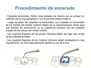 Procedimiento de encerado
- Cúspides funcionales: Deben estar situadas de manera que se pongan en
contacto con la fosa apropiada o con la correcta cresta marginal.
- Luego se sitúan las cúspides no funcionales: Las cúspides no funcionales
de los dientes del maxilar superior deben ser lo suficientemente cortas para
que durante las excursiones no se establezca contacto con las cúspides
bucales de las piezas del maxilar inferior.
- Las cúspides linguales de las piezas inferiores deben ser algo mas cortas
de las cúspides bucales.
- Las cúspides linguales de los molares inferiores deben emplazarse lo mas
lingualmente y lo mas separadamente posible la una de la otra
 
