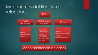 Mecanismos del flúor y sus
relaciones Flúor
Placa
bacteriana
Menor
cantidad de
ácidos
Cristales de
esmalte
Aumenta
cristalinidad
Menor
solubilidad
Apatitas más
estables
Menor incidencia de caries
Caries
Menor
desmineralización
Mayor
remineralización
 