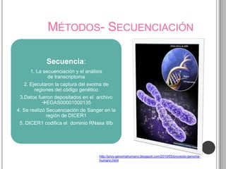 MÉTODOS- SECUENCIACIÓN

            Secuencia:
     1. La secuenciación y el análisis
             de transcriptoma
   2. Ejecutaron la captura del exoma de
        regiones del código genético
 3.Datos fueron depositados en el archivo
           EGAS00001000135
4. Se realizó Secuenciación de Sanger en la
              región de DICER1
 5. DICER1 codifica el dominio RNasa IIIb




                                    http://proy-genomahumano.blogspot.com/2010/05/proyecto-genoma-
                                    humano.html
 