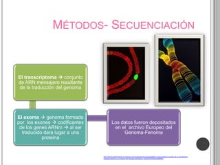MÉTODOS- SECUENCIACIÓN



El transcriptoma  conjunto
de ARN mensajero resultante
de la traducción del genoma




El exoma  genoma formado
por los exones  codificantes               Los datos fueron depositados
 de los genes ARNm  al ser                  en el archivo Europeo del
  traducido dara lugar a una                     Genoma-Fenoma
           proteina


                                http://noticias.lainformacion.com/ciencia-y-tecnologia/ciencias-general/definen-el-transcriptoma-completo-de-la-cianobacteria-
                                anabaena-decisiva-en-la-fijacion-del-nitrogeno-atmosferico_dhZQytF9OU5WqyElI9eIM3/
 
