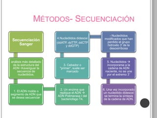 MÉTODOS- SECUENCIACIÓN
                                                      - Nucleótidos
                         4.Nucleótidos didesoxi    modificados que han
 Secuenciación                                      perdido el grupo
                         (ddATP, ddTTP, ddCTP
    Sanger                     y ddGTP)             hidroxilo 3' de la
                                                     desoxirribosa



análisis más detallado                              5. Nucleótidos 
 de la estructura del         3. Cebador o          incorporarse a la
 ADN averiguar la         "primer“, suele ser       cadena de ADN
    secuencia de                marcado            naciente, no se une
     nucleótidos.                                   por el extremo 3¨



                           2. Un enzima que       6. Una vez incorporado
  1. El ADN molde o
                          replique el ADN        un nucleótido didesoxi
segmento de ADN que
                         ADN Polimerasa I del      se termina la síntesis
 se desea secuenciar
                            bacteriofago T4.       de la cadena de ADN.
 