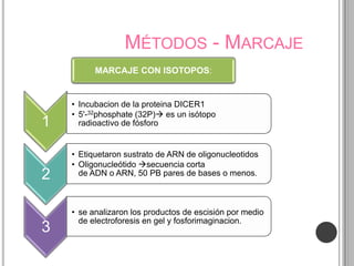 MÉTODOS - MARCAJE
          MARCAJE CON ISOTOPOS:


    • Incubacion de la proteina DICER1
    • 5'-32phosphate (32P) es un isótopo
1     radioactivo de fósforo


    • Etiquetaron sustrato de ARN de oligonucleotidos
    • Oligonucleótido secuencia corta
2     de ADN o ARN, 50 PB pares de bases o menos.



    • se analizaron los productos de escisión por medio
      de electroforesis en gel y fosforimaginacion.
3
 