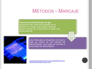 MÉTODOS - MARCAJE

Técnica de electroforesis en gel:
separación de moléculas basadas en el
tamaño y la carga, que pueden hacerse
pasar a través de un gel hecho de agar o de
poliacrilamida.



          Las moléculas se dispersan en el gel y
          este se coloca en una cámara de
          electroforesis, que luego se conecta a
          una fuente de alimentación




          http://www.taringa.net/posts/ciencia-educacion/9792687/Aprende-de-
          Electroforesis-y-hacela-vos-mismo_.html
 