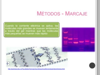 MÉTODOS - MARCAJE

Cuando la corriente eléctrica se aplica, las
moléculas más grandes se mueven lentamente
a través del gel mientras que las moléculas
más pequeñas se mueven más rápido




  http://javeriana.edu.co/Facultades/Ciencias/neurobioquimica/libros/celular/electroforesis.html
 