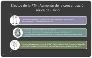 Efectos de la PTH: Aumento de la concentración
sérica de Calcio.
Estimula indirectamente la reabsorción ósea, mediante la producción de
más osteoclastos a partir de la médula ósea.
Estimula la reabsorción de Ca+2
en el túbulo distal.
Estimula la síntesis de 1α - hidroxilasa; enzima activadora de la Vitamina D.
Inhibe la reabsorción y aumenta la excreción de fosfato en los túbulos contorneados distal y
proximal.
Incrementa la absorción intestinal de Ca+2
. (La forma activa de la vitamina D (calcitriol o
vitamina D3 actúa a nivel del epitelio intestinal aumentando la absorción del Ca+2
)
5
 