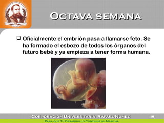 Octava semanaOctava semana
10
 Oficialmente el embrión pasa a llamarse feto. Se
ha formado el esbozo de todos los órganos del
futuro bebé y ya empieza a tener forma humana.
 