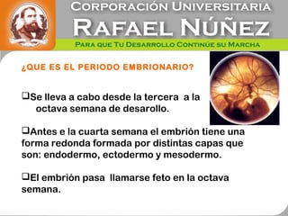 ¿QUE ES EL PERIODO EMBRIONARIO?
Se lleva a cabo desde la tercera a la
octava semana de desarollo.
Antes e la cuarta semana el embrión tiene una
forma redonda formada por distintas capas que
son: endodermo, ectodermo y mesodermo.
El embrión pasa llamarse feto en la octava
semana.
 