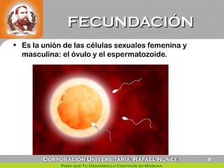 FECUNDACIÓNFECUNDACIÓN
• Es la unión de las células sexuales femenina y
masculina: el óvulo y el espermatozoide.
3
 