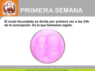 El óvulo fecundado se divide por primera vez a las 24h
de la concepción. Es lo que llamamos zigoto.
PRIMERA SEMANA
 