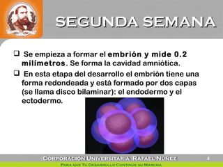SEGUNDA SEMANASEGUNDA SEMANA
 Se empieza a formar el embrión y mide 0.2
milímetros. Se forma la cavidad amniótica.
 En esta etapa del desarrollo el embrión tiene una
forma redondeada y está formado por dos capas
(se llama disco bilaminar): el endodermo y el
ectodermo.
5
 