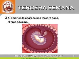 TERCERA SEMANATERCERA SEMANA
 Al embrión le aparece una tercera capa,
el mesodermo.
6
 