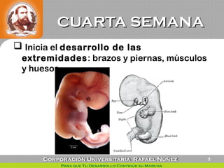 CUARTA SEMANACUARTA SEMANA
 Inicia el desarrollo de las
extremidades: brazos y piernas, músculos
y huesos.
7
 