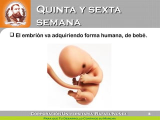Quinta y sextaQuinta y sexta
semanasemana
 El embrión va adquiriendo forma humana, de bebé.
8
 