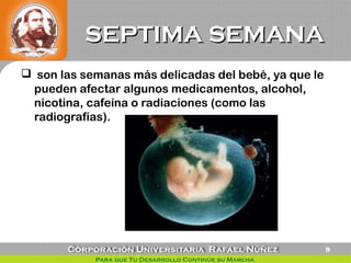 SEPTIMA SEMANASEPTIMA SEMANA
  son las semanas más delicadas del bebé, ya que le
pueden afectar algunos medicamentos, alcohol,
nicotina, cafeína o radiaciones (como las
radiografías).
9
 