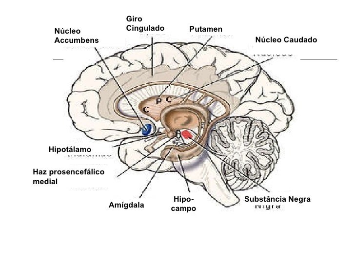 Seminario sobre pesticidas