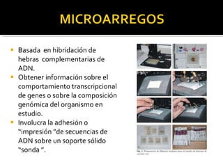 Basada  en hibridación de hebras  complementarias de ADN. Obtener información sobre el comportamiento transcripcional de genes o sobre la composición genómica del organismo en estudio.  Involucra la adhesión o “impresión ”de secuencias de ADN sobre un soporte sólido “sonda ”.  