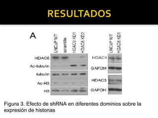 Figura 3. Efecto de shRNA en diferentes dominios sobre la expresión de histonas 