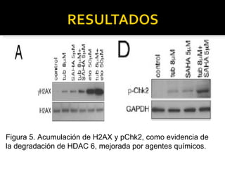 Figura 5. Acumulación de H2AX y pChk2, como evidencia de la degradación de HDAC 6, mejorada por agentes químicos. 