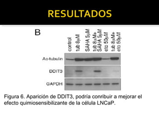 Figura 6. Aparición de DDIT3, podría conribuir a mejorar el efecto quimiosensibilizante de la célula LNCaP. 