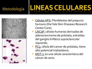 Células HFS:  Fibroblastos del prepucio humano (the Yale Skin Diseases Research Center Core). LNCaP:   células humanas derivadas de adenocarcinoma de próstata, extraídas del ganglio linfático supraclavicular izquierdo. PC3:   célula del cancer de próstata, tiene alto potencial metastásico. MCF-7:  es una célula característica del cáncer de seno. 