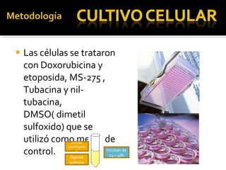 Las células se trataron con Doxorubicina y  etoposida, MS-275 , Tubacina y nil-tubacina, DMSO( dimetil sulfoxido) que se utilizó como medio de control. Celulas cancerigenas Agente químico Incuban de 24 – 48h 