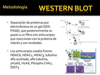 Separación de proteinas por electroforesis en un gel (SDS-PAGE), que posteriormente se pasan a un filtro con anticuerpos que reaccionan con la proteina de interés y son reveladas.  Los anticuerpos usados fueron HDAC6, HDAC1, HDAC3, tubulina   alfa   acetilada, alfa tubulina,  γ H2AX, H2AX, Phospho CHK2, DDIT3 