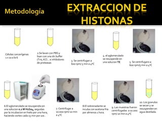 Células cancerígenas 1 x 10 a la 6  2.Se lavan con PBS y lisan con una sln buffer (Tris, KCl… e inhibidores de proteasas 3. Se centrifugan a 600 rpm/ 5 min a 4ºC 4. el aglomerulado  se resuspende en una solucion  TE 5. Se centrifugans a 600 rpm/5 min a 4ºC 6.El aglomerulado se resuspendio en una solucion  0.2 M H2S04,  seguidas por la incubacion en hielo por una hora, haciendo vortex cada 15 min por 10s . 7. Centrifugar a 10.000 rpm/ 10 min a 4ºC 8.El sobrenadante se incuba con acetona fría por almenos 1 hora. 9. Las muestras fueron centrifugadas  a 10.000 rpm/ 10 min a 4ºC 10. Los granulos se secan y se  resuspenden en agua destilada. 