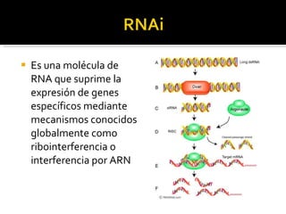 Es una molécula de RNA que suprime la expresión de genes específicos mediante mecanismos conocidos globalmente como ribointerferencia o interferencia por ARN  