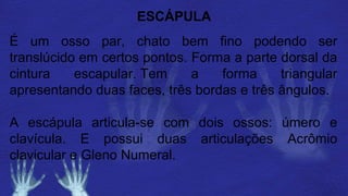 ESCÁPULA
É um osso par, chato bem fino podendo ser
translúcido em certos pontos. Forma a parte dorsal da
cintura escapular. Tem a forma triangular
apresentando duas faces, três bordas e três ângulos.
A escápula articula-se com dois ossos: úmero e
clavícula. E possui duas articulações Acrômio
clavicular e Gleno Numeral.
 