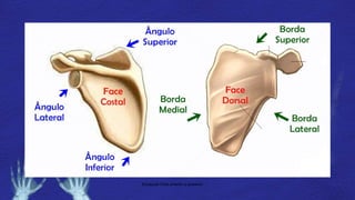 Escapula-Vista anterior e posterior
 