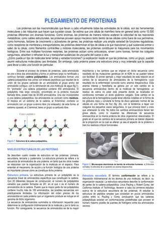 PLEGAMIENTO DE PROTEINAS
         Las proteínas son las macromoléculas que llevan a cabo virtualmente todas las actividades de la célula, son las herramientas
moleculares y las máquinas que hacen que sucedan cosas. Se estima que una célula de mamífero tiene en general tanto como 10.000
proteínas diferentes con diversas funciones. Como enzimas, las proteínas de manera notoria aceleran la velocidad de las reacciones
metabólicas; como cables estructurales, las proteínas proveen apoyo mecánico tanto dentro de las células como fuera de sus perímetros;
como hormonas, factores de crecimiento y activadores de genes, las proteínas realizan una amplia variedad de funciones reguladoras;
como receptores de membrana y transportadores, las proteínas determinan el tipo de célula a la que reaccionan y qué sustancias entran o
salen de la célula; como filamentos contráctiles y motores moleculares, las proteínas constituyen la maquinaria para los movimientos
biológicos. Entre sus múltiples funciones restantes, las proteínas actúan como anticuerpos, sirven como toxinas, forman los coágulos
sanguíneos, absorben o refractan la luz y transportan sustancias de una parte del cuerpo a otra.
¿Cómo puede un tipo de moléculas tener tantas y variadas funciones? La explicación reside en que las proteínas, como un grupo, pueden
asumir estructuras moleculares casi ilimitadas. Sin embargo, cada proteína posee una estructura única y muy ordenada que la capacita
para llevar a cabo una función en particular.
          Durante el proceso de síntesis de proteínas, cada aminoácido        importancia y los cambios que se originan en dicha secuencia como
se une a otros dos aminoácidos y forma un polímero largo no ramificado y      resultado de las mutaciones genéticas en el ADN no se pueden tolerar
contínuo llamado cadena polipeptídica. Los aminoácidos forman una             con facilidad. El primer ejemplo y mejor estudiado de esta relación es el
cadena polipeptídica tras unirse con enlaces peptídicos que resultan de la    cambio de la secuencia de aminoácidos de la hemoglobina, cuyo
unión de los grupos carboxilo de un aminoácido al grupo amino del             resultado es la enfermedad conocida como anemia drepanocítica. Esta
aminoácido contiguo, con la eliminación de una molécula de agua (fig.1).      anemia intensa y hereditaria se genera por un solo cambio en la
En “promedio” una cadena polipetídica contiene 450 aminoácidos. El            secuencia aminoacídica dentro de la molécula de hemoglobina: un
polipéptido más largo conocido, encontrado en la proteína muscular            residuo de valina no polar está presente donde se localizaba en
llamada titina, posee más de 30.000 aminoácidos. Una vez incorporados         condiciones normales un ácido glutámico cargado. Este cambio en la
a una cadena polipeptídica, los aminoácidos se conocen como residuos.         estructura de la hemoglobina puede tener efectos notables en la forma de
El residuo en un extremo de la cadena, el N-terminal, contiene un             los glóbulos rojos y convierte la forma de disco aplanado normal de las
aminoácido con un grupo α-ámino libre (no enlazado); de esta forma, el        células en una forma de hoz (fig. 2b), con la tendencia a tapar con
extremo opuesto, el C-terminal, tiene un grupo α-carboxilo libre.             coágulos los pequeños vasos sanguíneos, lo que provoca dolor y crisis
                                                                              que amenazan la vida. No todos los cambios aminoacídicos tienen tan
                                                                              grave efecto, como lo muestran las diferencias de secuencia
                                                                              aminoacídica en la misma proteína de otros organismos relacionados. El
                                                                              grado en el que los cambios de la secuencia primaria se toleran depende
                                                                              de la proporción en la cual se alteran ya sea el aspecto de la proteína o
                                                                              bien los residuos críticos funcionales.




Figura 1: Estructura de la cadena polipeptídica.


NIVELES ESTRUCTURALES DE LAS PROTEÍNAS

Se describen cuatro niveles de estructura en las proteínas: primaria,
secundaria, terciaria y cuaternaria. La estructura primaria se refiere a la
secuencia de aminoácidos de una proteína, en tanto que los otros niveles
se relacionan con la organización de la molécula en el espacio. Para          Figura 2: Microscopías electrónicas de barrido de eritrocitos humanos. a) Eritrocitos
entender el mecanismo de acción y la función biológica de una proteína        normales, b) eritrocitos de un paciente con anemia drepanocítica.
es importante conocer cómo se constituye dicha proteína.
Estructura primaria. La estructura primaria de un polipéptido es la           Estructura secundaria. El término conformación se refiere a la
secuencia lineal de aminoácidos específicos que constituyen la cadena.        disposición tridimensional de los átomos de una molécula, es decir, su
Con 20 diferentes bloques de construcción, el número de polipéptidos          organización espacial. La estructura secundaria describe la conformación
variados que pueden formarse es 20n, en el que n es el número de              de partes de la cadena polipeptídica. Linus Pauling y Robert Corey, del
aminoácidos de la cadena. Puesto que la mayor parte de los polipéptidos       California Institute of Technology, llevaron a cabo los primeros estudios
contiene mucho más de 100 aminoácidos, las posibles secuencias son            acerca de la estructura secundaria de las proteínas. Al estudiar la
prácticamente ilimitadas. La información del orden preciso de los             estructura de péptidos simples que consistían en pocos aminoácidos
aminoácidos en cada proteína que un organismo produce se incluye en el        unidos entre sí, Pauling y Corey concluyeron que las cadenas
genoma de dicho organismo.                                                    polipeptídicas existían en conformaciones predefinidas que proveen el
La secuencia de aminoácidos suministra la información requerida para          número máximo posible de puentes de hidrógeno entre los aminoácidos
determinar la configuración tridimensional de la molécula y por lo tanto su   vecinos.
función. Por consiguiente, la secuencia de aminoácidos es de la mayor
 