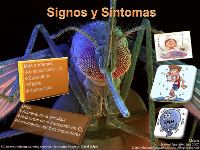 Los parásitos curar del pez a la persona que