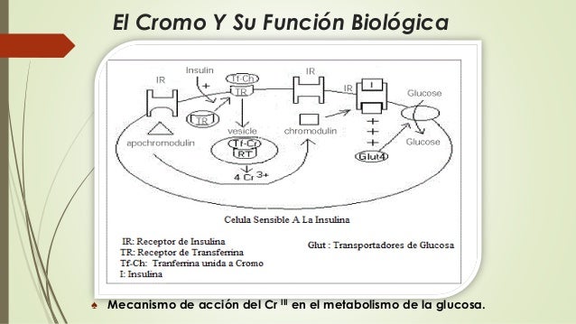 Aprender cómo alimentos que aceleran el metabolismo para quemar grasa