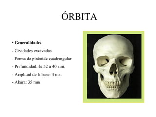 ÓRBITA ,[object Object],[object Object],[object Object],[object Object],[object Object],[object Object]