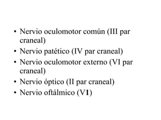 Nervio oculomotor común (III par craneal) Nervio patético (IV par craneal) Nervio oculomotor externo (VI par craneal) Nervio óptico (II par craneal) Nervio oftálmico (V 1 ) 