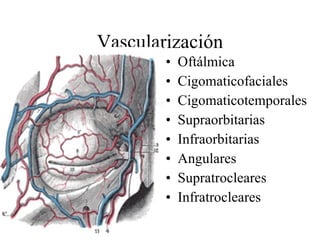 Vascularización Oftálmica Cigomaticofaciales Cigomaticotemporales Supraorbitarias Infraorbitarias Angulares Supratrocleares Infratrocleares 