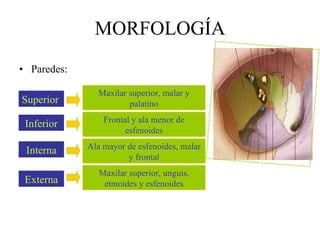 Paredes: MORFOLOGÍA Inferior Frontal y ala menor de esfenoides Superior Maxilar superior, malar y palatino Interna Ala mayor de esfenoides, malar y frontal Externa Maxilar superior, unguis, etmoides y esfenoides 