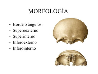 Borde o ángulos:  Superoexterno Superinterno Inferoexterno Inferointerno MORFOLOGÍA 