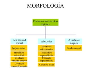 MORFOLOGÍA Comunicación con otras regiones A la cavidad craneal Al exterior A las fosas nasales Agujero óptico  Hendidura esfenoidal Conducto etmoidal anterior Conducto etmoidal posterior Escotadura supraorbitaria Conducto supraorbitario Conducto malar Hendidura esfenomaxilar Conducto nasal 