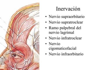 Inervación Nervio supraorbitario Nervio supratroclear Ramo palpebral del nervio lagrimal Nervio infratroclear Nervio cigomaticofacial Nervio infraorbitario 