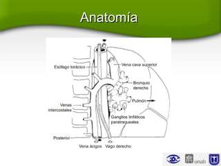 AnatomíaAnatomía
 