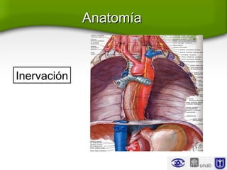 AnatomíaAnatomía
Inervación
 