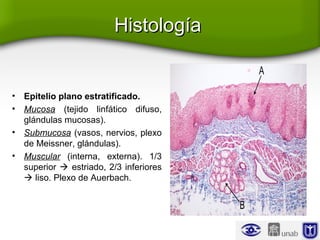 HistologíaHistología
• Epitelio plano estratificado.
• Mucosa (tejido linfático difuso,
glándulas mucosas).
• Submucosa (vasos, nervios, plexo
de Meissner, glándulas).
• Muscular (interna, externa). 1/3
superior  estriado, 2/3 inferiores
 liso. Plexo de Auerbach.
 